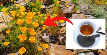  Medicinal Garden Kit 