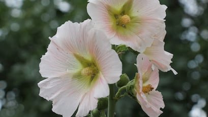  Medicinal Garden Kit 