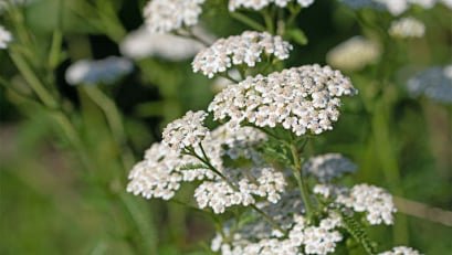  Medicinal Garden Kit 